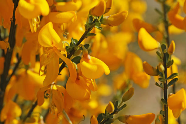 The golden yellow flowers of a broom bush. The Cytisus scoparius or common broom blooms in the spring scotch broom stock pictures, royalty-free photos & images