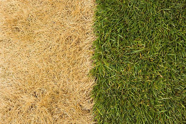 The Grass is Much Greener on Other Side  dead plant photos stock pictures, royalty-free photos & images