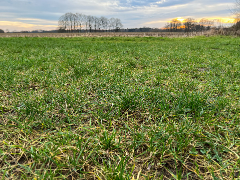 The grass next to a field in the evening in winter.