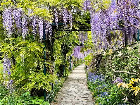The great garden wisteria blossoms in bloom. Wisteria alley in blossom in a spring time. Germany, Weinheim, Hermannshof garden.