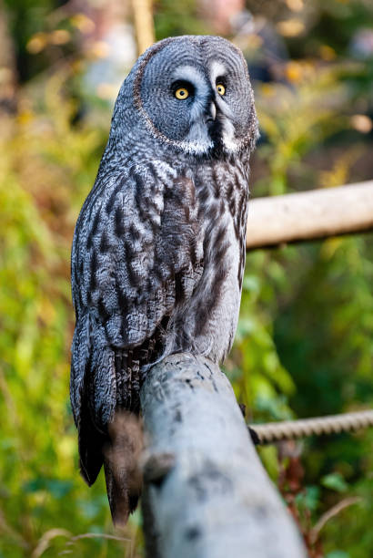 The great grey owl stock photo