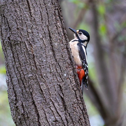 The Great Spotted Woodpecker, Dendrocopos major is sitting on the branch of tree, somewhere in the forest, colorful background and nice soft light