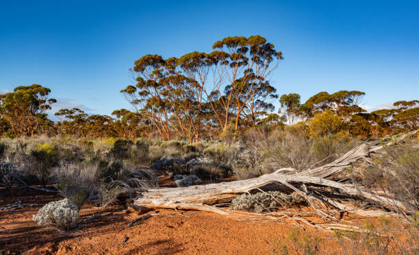 The Great Western Woodlands of Western Australia stock photo