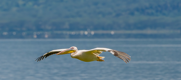 The Great White Pelican (Pelecanus onocrotalus) also known as the Eastern White Pelican, Rosy Pelican or White Pelican is a bird in the pelican family. Flying over Lake Nakuru National Park in Kenya.