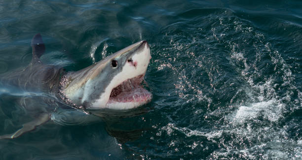 The Great white shark Great white shark, Carcharodon carcharias, with open mouth. Great White Shark (Carcharodon carcharias) in ocean water an attack. Hunting of a Great White Shark (Carcharodon carcharias). South Africa. animals attacking stock pictures, royalty-free photos & images