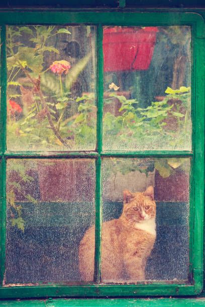 The greenhouse guard - vintage filter stock photo