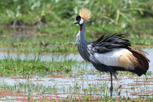 The grey crowned crane. stock photo