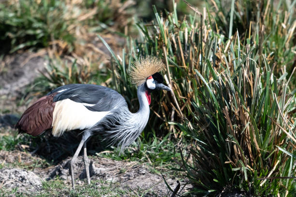 The grey crowned crane. stock photo