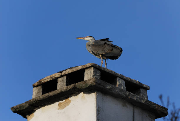 The grey heron stock photo
