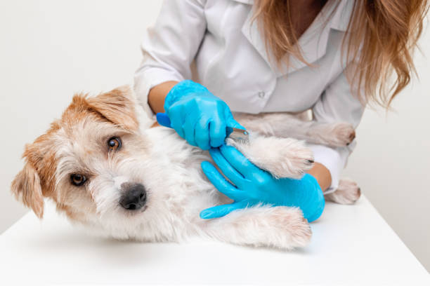 The grooming process in the salon. Girl veterinarian in blue gloves and a white coat trimming Jack Russell Terrier stock photo