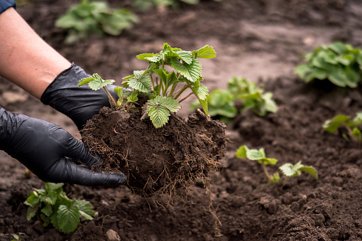 The hands of a farmer in black gloves hold a young strawberry bush before planting against the background of the garden. Background.