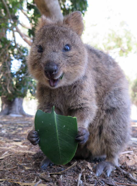 265 Quokka Smiling Stock Photos, Pictures & Royalty-Free Images - iStock