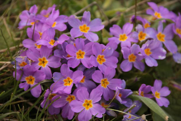 The harbinger of spring, purple-colored Primroses Usually grows in forests, at the bottom of trees and on the banks of streams. stock photo