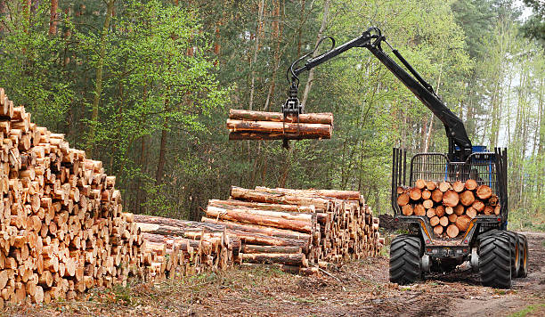 The harvester working in a forest. stock photo