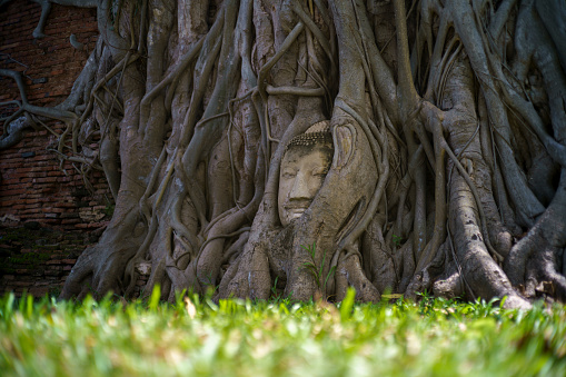 The head is shaped at the root of the pipal tree at Wat Phra Mahathat, Ayutthaya, Thailand