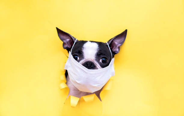 The head of a Boston Terrier dog in a medical mask peeks out of a torn yellow paper. Concept of coronavirus and pandemic. Boston Terriers are companion dogs that are perfect as loyal friends for modern people. Funny and smart dogs. horse mask photos stock pictures, royalty-free photos & images