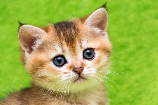 The head of the fluffy kitten with whiskers closeup stock photo