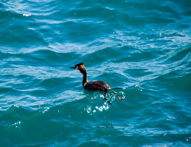 la garza flota en el agua de mar. aves acuáticas - bills saints fotografías e imágenes de stock