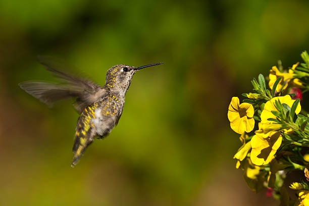 Hummingbird Hovering Near a Yellow Flower The hummingbird is a small bird, about 3 inches in length with a long, straight and very slender bill. They use their bills to feed mainly on plant nectar but will also eat small insects. These birds are known for their incredible flight skills. Some will fly 2,000 miles between their breeding ground and their winter home. Not known to rest for very long, this hummingbird was photographed while hovering by a flower in Edgewood, Washington State, USA. jeff goulden hummingbird stock pictures, royalty-free photos & images