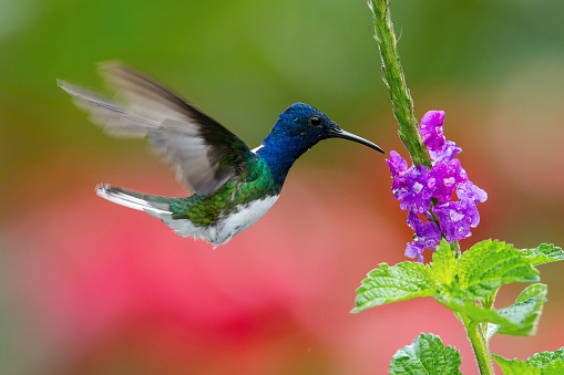 The Hummingbird Is Soaring And Drinking The Nectar Stock Photo ...