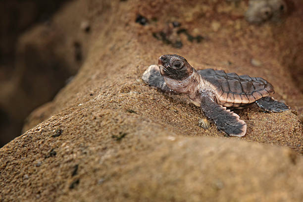 o obstáculo de corrida - tartaruga selvagem imagens e fotografias de stock