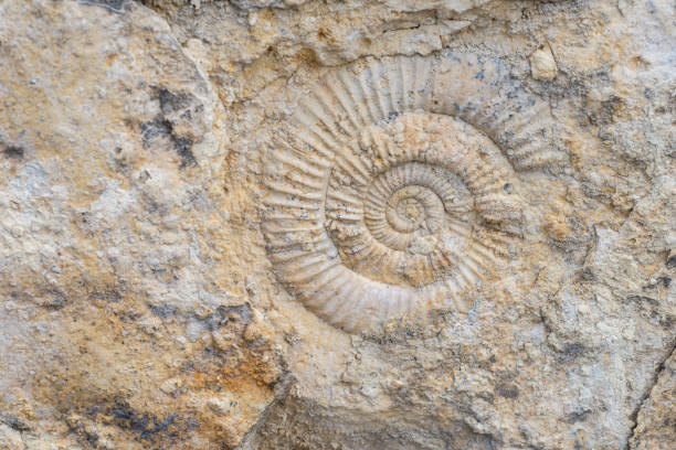 The imprint of a prehistoric ammonite shell in a stone. Paleontological preserved evidence of ancient life. Spiral fossil. Snail-like shell stock photo