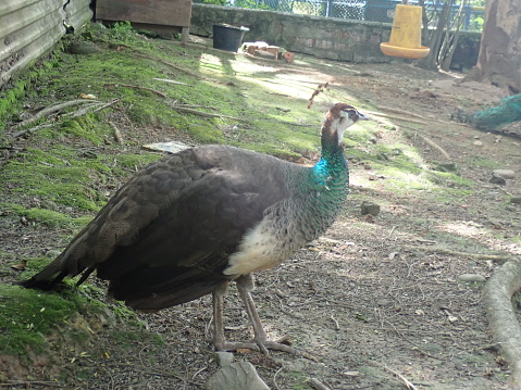 The Indian peafowl (Pavo cristatus), also known as the common peafowl, and blue peafowl in the zoo