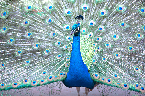 The Indian peafowl or blue peafowl, a large and brightly coloured bird, is a species of peafowl native to South Asia, but introduced in many other parts of the world.