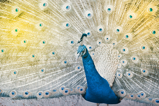 The Indian peafowl or blue peafowl, a large and brightly coloured bird, is a species of peafowl native to South Asia, but introduced in many other parts of the world.