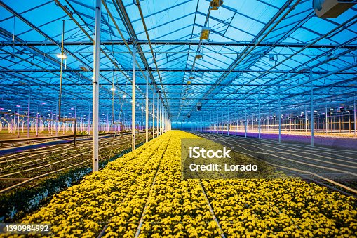 istock The inside of a working chrysanthemum greenhouse 1390984992