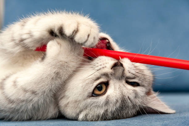 The kitten is gnawing a stick lying in front of the camera stock photo