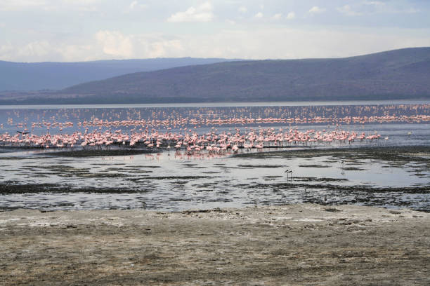 The lake Nakuru with flamingos in the Nakuru National park The lake Nakuru with flamingos in the Nakuru National park in Kenya. lake nakuru national park stock pictures, royalty-free photos & images