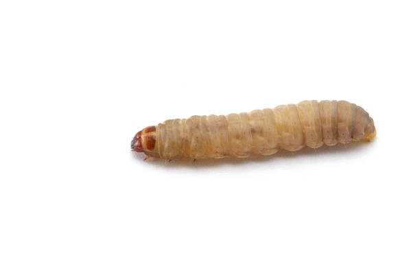 the larva of a beetle isolated on white background the larva of a beetle isolated on white background maggot stock pictures, royalty-free photos & images