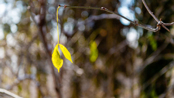 the last yellow leaf on the branch - tadic stockfoto's en -beelden