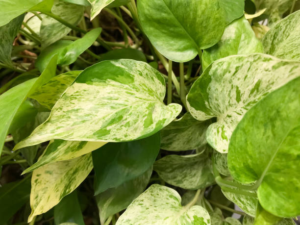 The leaf of Golden pothos , this is green leaf detail of garden tree Marble Queen Pothos stock pictures, royalty-free photos & images