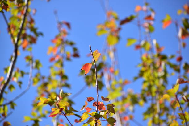 The leaves of autumn color stock photo