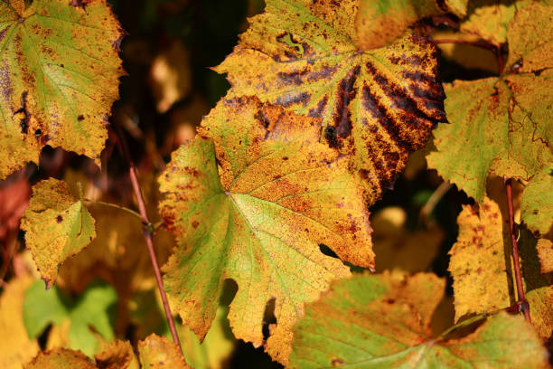 le foglie diventano gialle con l'arrivo dell'autunno - cagliari fiorentina foto e immagini stock