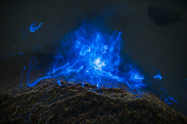The Living Ocean Bioluminescent sea fireflies washing against a rock in the ocean. Okayama, Japan. July 2016 bioluminescence stock pictures, royalty-free photos & images