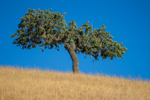 The Lone Oak Tree stock photo