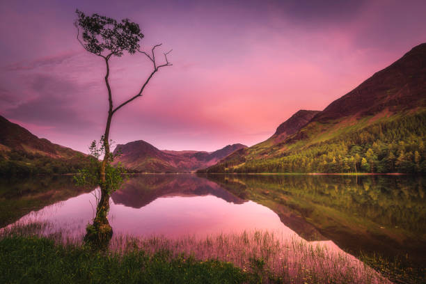 The lone tree on Buttermere lakeshore. stock photo