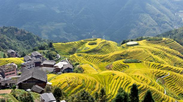 The Longji Yao and Zhuang ethnic rice terrace in Guangxi,China stock photo