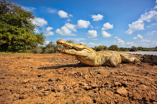 A Crocodile. Taken on the bank of the Mara River, Kenya