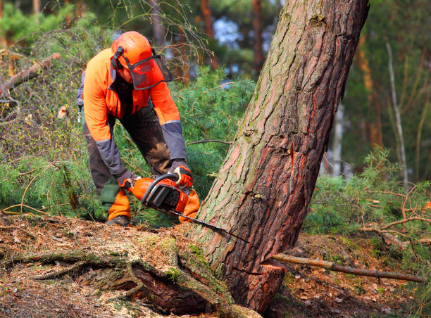 The Lumberjack working in a forest. stock photo