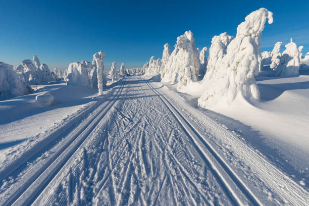 den majestätiska vita granen lyser med solljus. naturskön och vacker vinter scen. vackra snöiga träd på vinterlandskap. alpine ski resort. längdskidåkningsspår eller spår - skidled bildbanksfoton och bilder