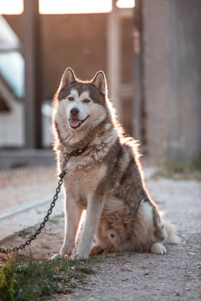 The Malamute/Husky sits in front of the fence tied to a chain The Malamute/Husky sits in front of the fence tied to a chain lepro stock pictures, royalty-free photos & images