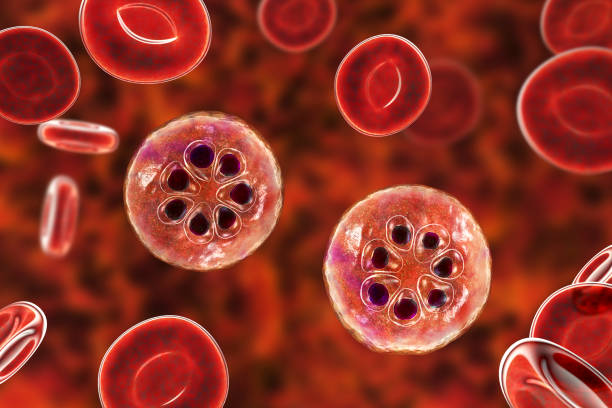 The malaria-infected red blood cell The malaria-infected red blood cell. 3D illustration showing parasite Plasmodium malariae in the schizont stage parasitic stock pictures, royalty-free photos & images