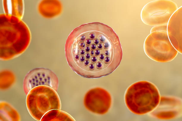 The malaria-infected red blood cells The malaria-infected red blood cells. 3D illustration showing malaria parasite Plasmodium falciparum in schizont stage inside red blood cells, the causative agent of tropical malaria malaria parasite stock pictures, royalty-free photos & images