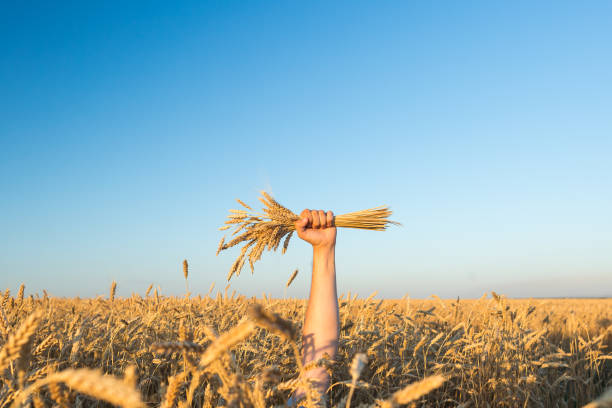 the male hand holding the ripened gold cones of wheat on blue sky and wheat field background stock photo