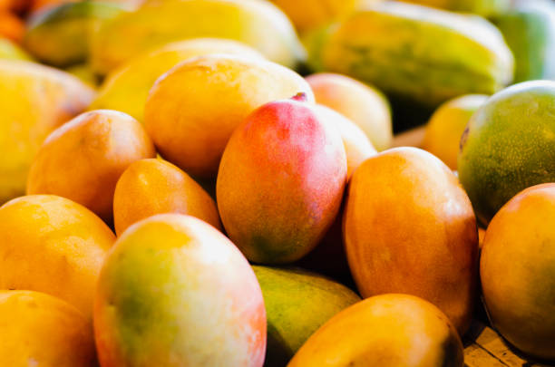 die mango ist eine zitrusfrucht, die in der intertropischen zone wächst und fleischig und süß erfleisch ist. es zeichnet sich unter seinen hauptmerkmalen durch seinen guten geschmack und seine vielfalt aus. - mango stock-fotos und bilder