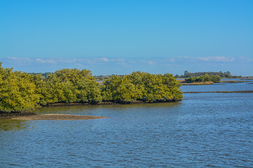 The Mangroves in the Cedar Key National Wildlife Refuge of Cedar Key, Levy County, Florida